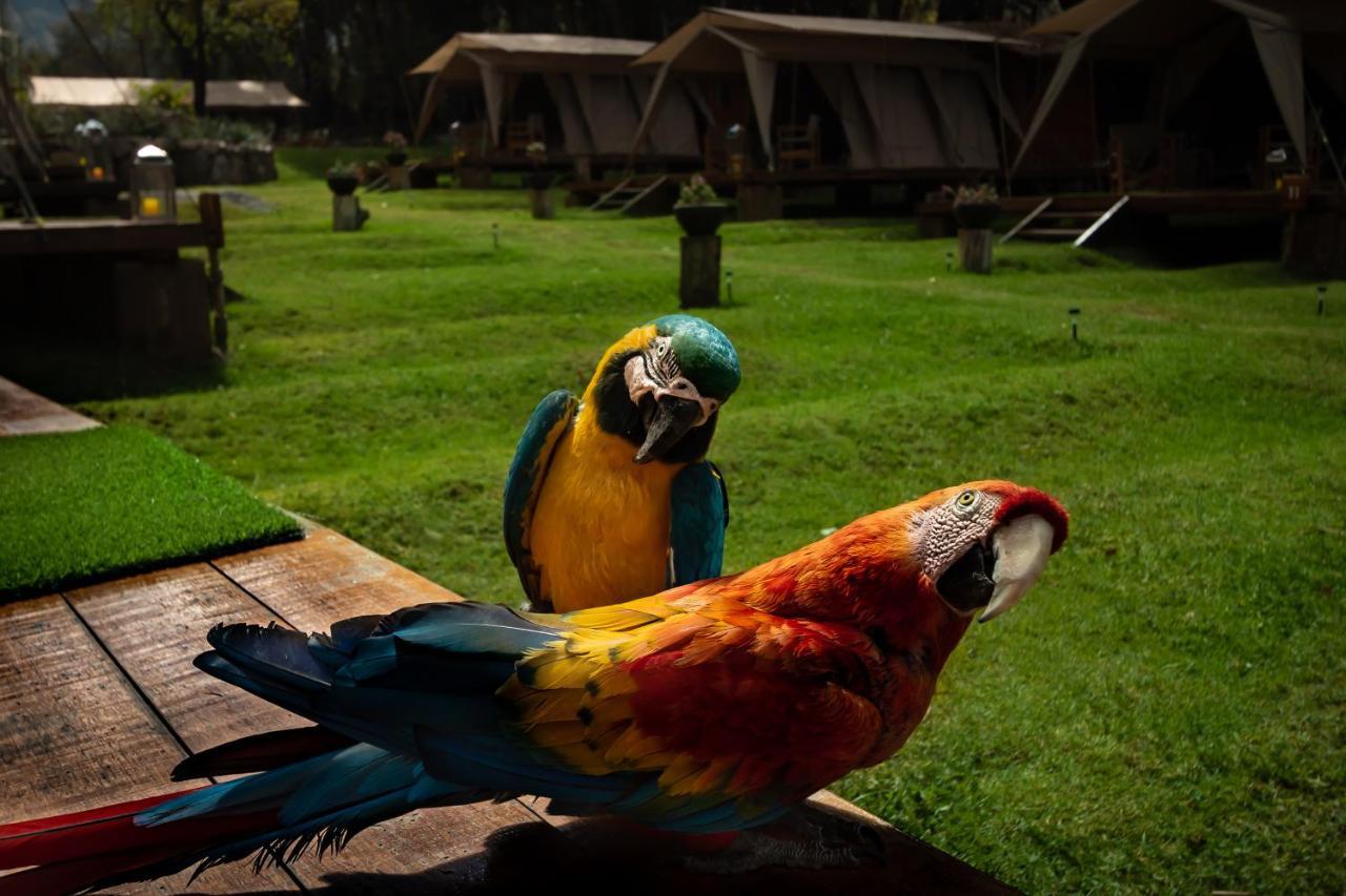 Hotel Glamping Chaska Ocupi Urubamba Exterior foto